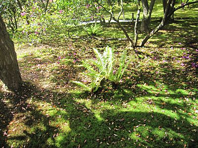 Japanese Garden shadow