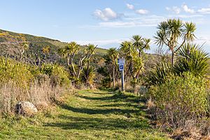 Kennedy's Bush Scenic Reserve, Canterbury, New Zealand