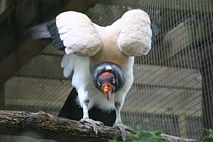 Kingvulture8