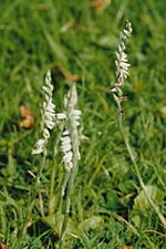 Ladies tresses Hilary cropped