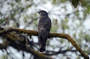Large hawk-cuckoo (Hierococcyx sparverioides) JEG1947.jpg