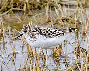 Least Sandpiper.jpg