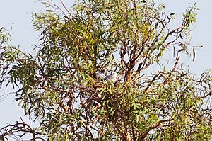 Letter-winged Kite (Elanus scriptus)6