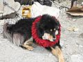 Lion-Head Tibetan Mastif02