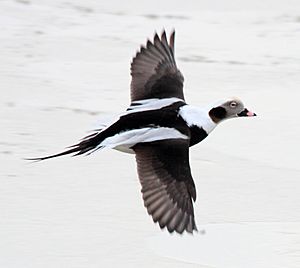 Long-tailed Duck (Clangula hyemalis)