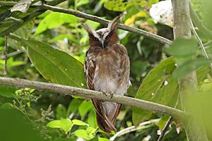 Lophostrix cristata -Panama-8.jpg