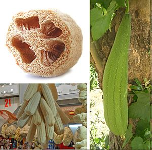 Luffa aegyptiaca compose.jpg