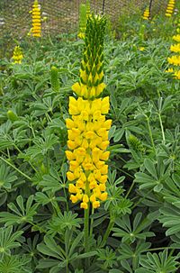 Lupinus densiflorus aureus