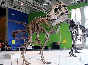 Photo of a right-facing mounted skeleton with its skull turned to the right, in front of several other tyrannosaur skeletons