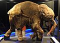 Lyuba the mummified baby mammoth