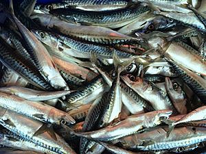 Mackerel (Scomber scombrus)