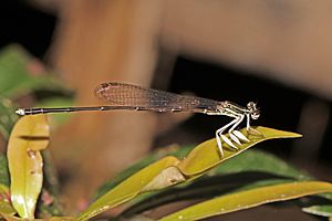 Malagasy featherleg (Proplatycnemis hova)