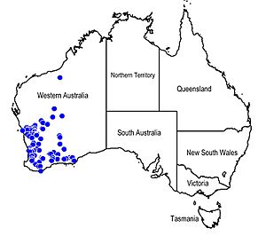 Map Lachnostachys verbascifolia.jpg