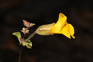 Mimulus guttatus 0093