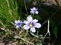 Montane blue-eyed grass (Whitefish I)