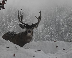 Muledeerleavenworth