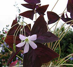 Oxalis-regnellii-atropurpurea.jpg