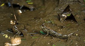 Periophthalmus novemradiatus ( mudskipper )