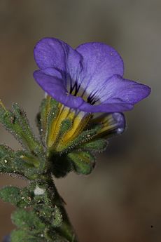 Phacelia fremontii 7883