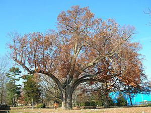 Salem Oak Tree - Salem, NJ - November 2012