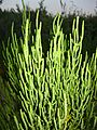 Salicornia flowers