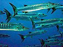 School of barracuda