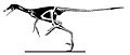 Sinornithoides youngi