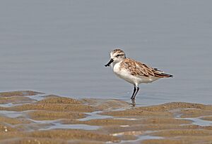 Spoon-billed sandpiper