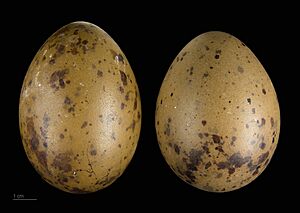 Stercorarius pomarinus MHNT.ZOO.2010.11.139.5