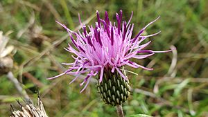 Sun swamp thistle 2