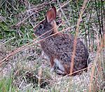 Sylvilagus brasiliensis andinus (12687595295).jpg