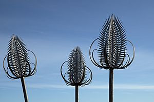 Three Muiravonside teasels.jpg