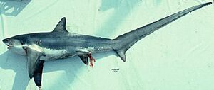 Thresher shark.jpg