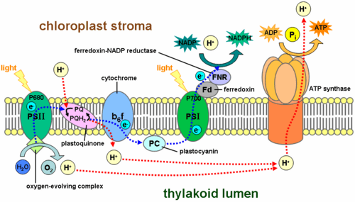 Thylakoid membrane