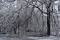 Trees with Ice