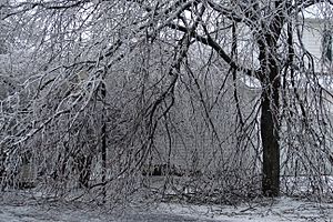 Trees with Ice