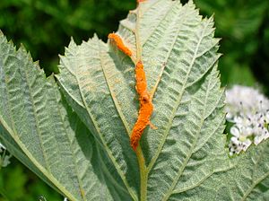 Triphragmium ulmariae, Meadowsweet Rust