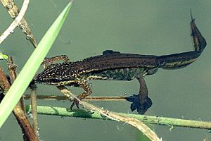 Triturus.helveticus