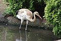 Ueno zoo, Tokyo, Japan (2684638318)