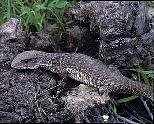 Varanus exanthematicus in the wild.jpg