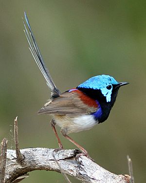 Variegated Fairy-wren male