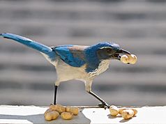 Western Scrub Jay