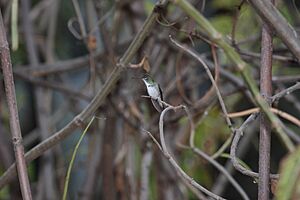 White-bellied Hummingbird (Amazilia chionogaster)