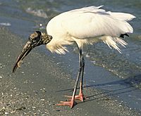 Woodstork17