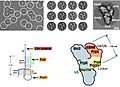 Yeast tri-snRNP