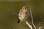 Young American Kestrel