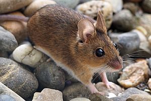 180626-Waldmaus-01.jpg