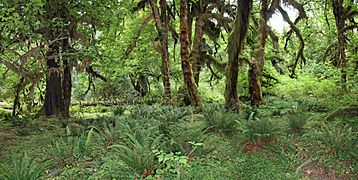 Acer macrophyllum in Hoh ValleyB