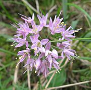 Allium stellatum TN.jpg