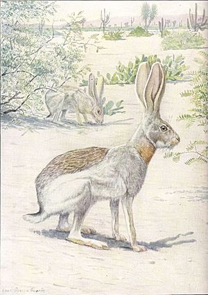 Antelope Jackrabbit-2